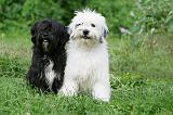 TERRIER DU TIBET 225